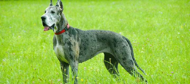 beagle seller mumbai